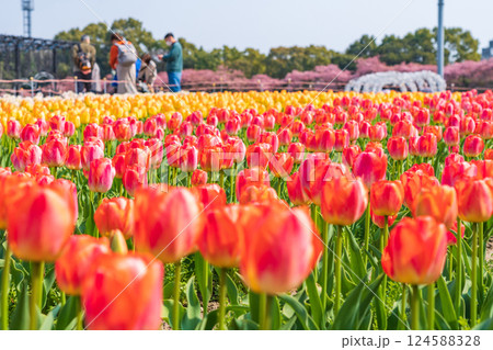 春のなばなの里、満開のチューリップと河津桜〈三重県桑名市〉 124588328