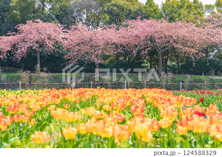 春のなばなの里、満開のチューリップと河津桜〈三重県桑名市〉 124588329