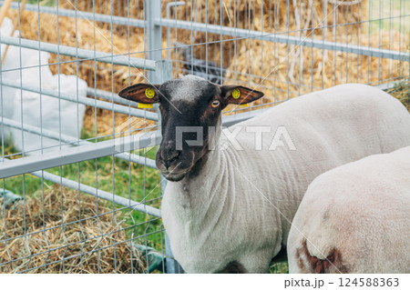 Black and white fluffy sheep eat hay, leaning out from behind the fence of the pen on the farm Black and white fluffy sheep eat hay, leaning out from behind the fence of the pen on the farm 124588363