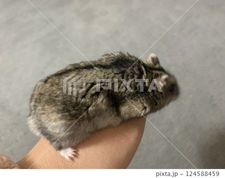 手乗りハムスター 124588459