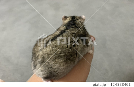 手乗りハムスター 手乗りハムスター 124588461