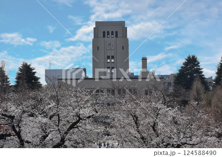 満開の桜と東京科学大学 満開の桜と東京科学大学 124588490