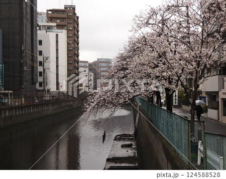 七分咲き雨の桜と傘、20250401、東京都大田区蒲田宮之橋 七分咲き雨の桜と傘、20250401、東京都大田区蒲田宮之橋 124588528