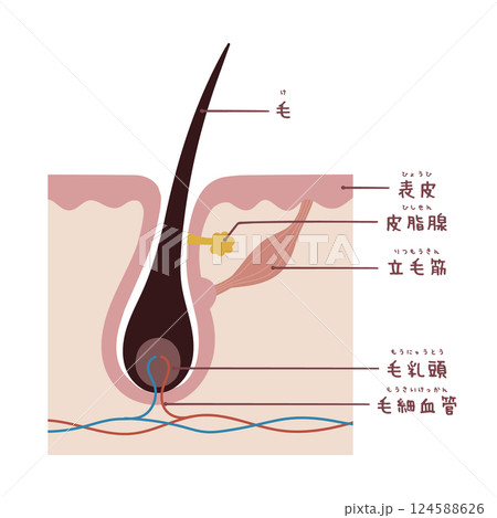 名称付き毛根の断面図 124588626