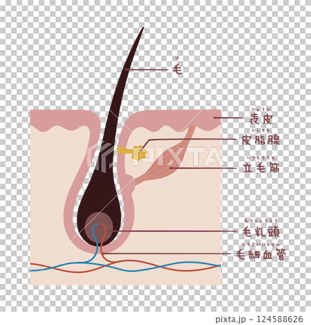名称付き毛根の断面図 124588626