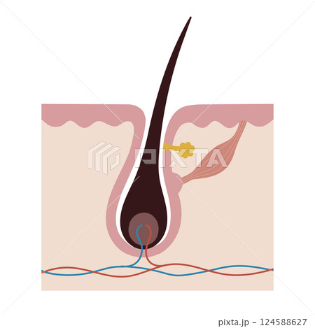 毛根の断面図 124588627