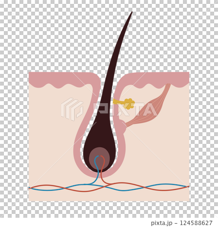 毛根の断面図 124588627