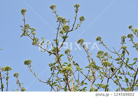 ビバーナムステリーレ（スイカズラ科）ガマズミ属 124589802