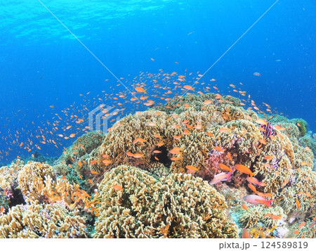 沖縄・宮古島のサンゴ礁の海で楽しむスキューバダイビング｜南国リゾートの水中世界 124589819