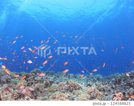 沖縄・宮古島のサンゴ礁の海で楽しむスキューバダイビング|南国リゾートの水中世界 沖縄・宮古島のサンゴ礁の海で楽しむスキューバダイビング|南国リゾートの水中世界 124589825