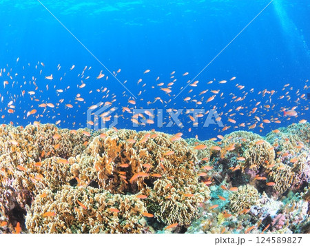 沖縄・宮古島のサンゴ礁の海で楽しむスキューバダイビング|南国リゾートの水中世界 沖縄・宮古島のサンゴ礁の海で楽しむスキューバダイビング|南国リゾートの水中世界 124589827