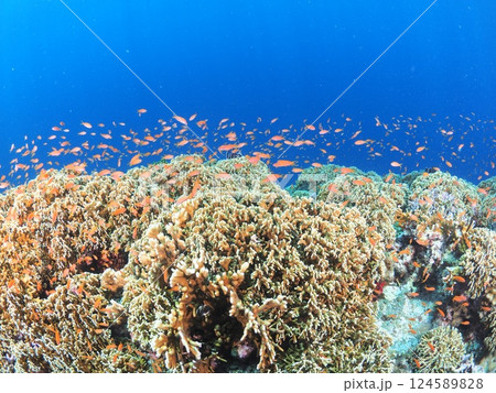 沖縄・宮古島のサンゴ礁の海で楽しむスキューバダイビング|南国リゾートの水中世界 沖縄・宮古島のサンゴ礁の海で楽しむスキューバダイビング|南国リゾートの水中世界 124589828