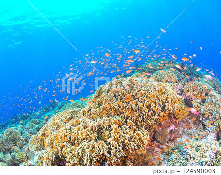 沖縄・宮古島のサンゴ礁の海で楽しむスキューバダイビング|南国リゾートの水中世界 沖縄・宮古島のサンゴ礁の海で楽しむスキューバダイビング|南国リゾートの水中世界 124590003