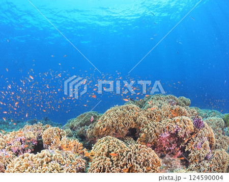 沖縄・宮古島のサンゴ礁の海で楽しむスキューバダイビング｜南国リゾートの水中世界 124590004