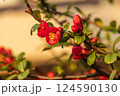 シドミの花、別名はクサボケ（草ボケ）の花 124590130