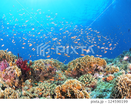 沖縄・宮古島のサンゴ礁で体験するスキューバダイビング｜透明な海と熱帯魚が広がる水中世界 124590199