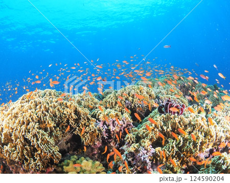 沖縄・宮古島のサンゴ礁と青い海|南国で楽しむスキューバダイビング体験 沖縄・宮古島のサンゴ礁と青い海|南国で楽しむスキューバダイビング体験 124590204