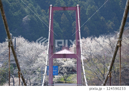 奈良県月ヶ瀬湖にかかる橋の塔と背景で満開に咲く白い梅の花 124590233