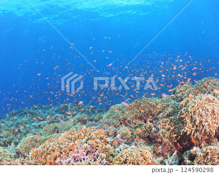 南国の透明な海で楽しむスキューバダイビング|沖縄・宮古島の珊瑚礁と熱帯魚 南国の透明な海で楽しむスキューバダイビング|沖縄・宮古島の珊瑚礁と熱帯魚 124590298