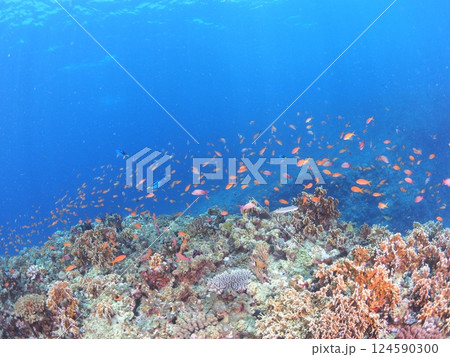 旅行パンフレットに最適｜沖縄・宮古島の美しい海とスキューバダイビング風景 124590300