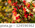 満開のシドミの花、別名クサボケ 124590362