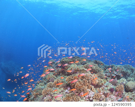 沖縄・宮古島の美しい珊瑚礁と熱帯魚|青く澄んだ海で楽しむスキューバダイビング 沖縄・宮古島の美しい珊瑚礁と熱帯魚|青く澄んだ海で楽しむスキューバダイビング 124590395