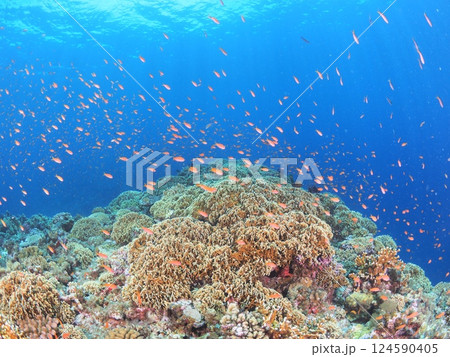 沖縄・宮古島の美しい珊瑚礁と熱帯魚|青く澄んだ海で楽しむスキューバダイビング 沖縄・宮古島の美しい珊瑚礁と熱帯魚|青く澄んだ海で楽しむスキューバダイビング 124590405