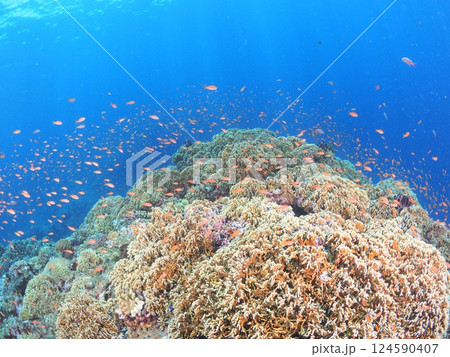 沖縄・宮古島の美しい珊瑚礁と熱帯魚｜青く澄んだ海で楽しむスキューバダイビング 124590407