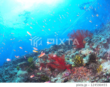 南国リゾートの水中絶景｜宮古島で体験するスキューバダイビングと珊瑚礁の海 124590455