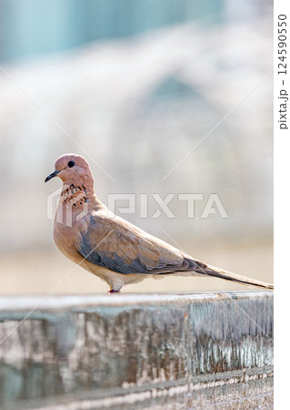 laughing dove, Spilopelia senegalensis, small pigeon close up laughing dove, Spilopelia senegalensis, small pigeon close up 124590550