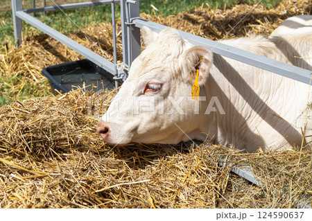 White cows in the corral close up. Agricultural Exhibition. 124590637