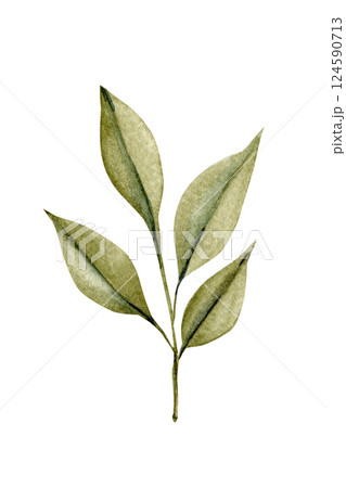 Watercolor botanical illustration of green leafy branch, hand painted isolated foliage clipart for nature design project Watercolor botanical illustration of green leafy branch, hand painted isolated foliage clipart for nature design project 124590713