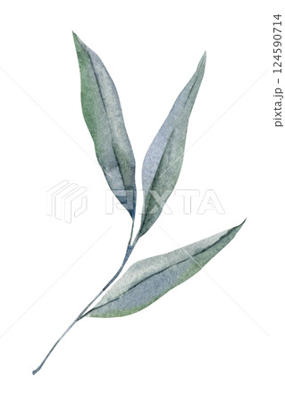 Hand painted watercolor illustration of long green leaves, elegant botanical foliage clipart isolated white background 124590714