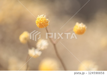 群生するミツマタの花 群生するミツマタの花 124590858