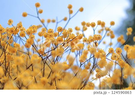 群生するミツマタの花 群生するミツマタの花 124590863