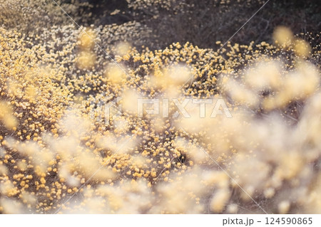 群生するミツマタの花 124590865