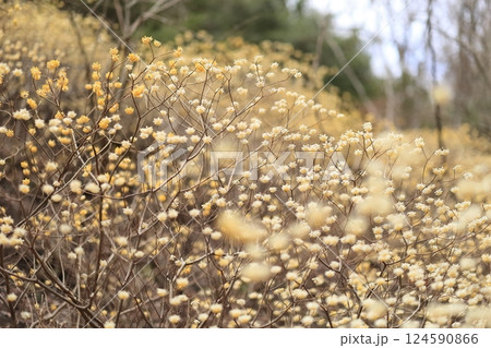 群生するミツマタの花 群生するミツマタの花 124590866