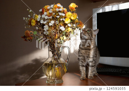 A beautiful striped cat stands on a table near a bouquet of flowers, sniffing the flowers with interest 124591035