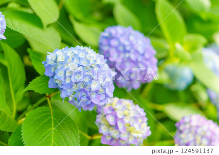 紫陽花のグラデーション 124591137