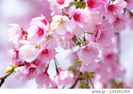 開花したばかりの桜 開花したばかりの桜 124591204
