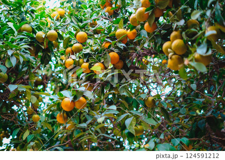 Abundant ripe oranges hanging on a lush green tree in natural sunlight 124591212