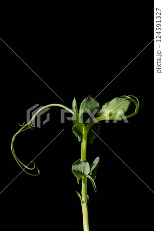 Pea sprout. Microgreens on a black background. Germinating peas for healthy nutrition. Place for text. 124591327