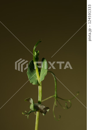 Pea sprout on a green background. Microgreens.  Germinating peas for healthy nutrition. Place for text. 124591333