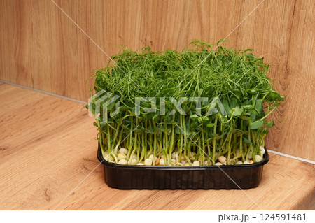 Pea microgreens in a black container on a brown background. Healthy food. Pea microgreens in a black container on a brown background. Healthy food. 124591481
