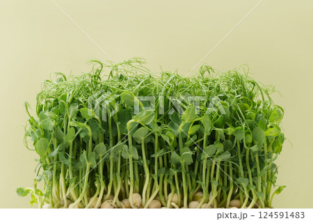 Microgreen Growing green peas for a healthy diet. Sprouts of peas on a light green background. 124591483