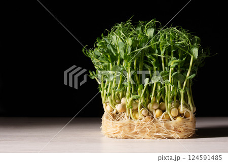 Microgreens. Growing green peas for healthy eating. Pea sprouts on a wooden white table. Place for text. Shadow. Microgreens. Growing green peas for healthy eating. Pea sprouts on a wooden white table. Place for text. Shadow. 124591485