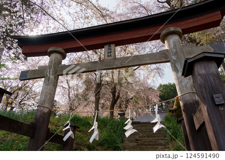 三嶋神社の鳥居としだれ桜 (神奈川県伊勢原市)  124591490
