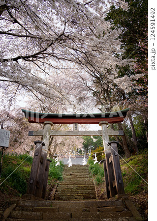 三嶋神社のしだれ桜 (神奈川県伊勢原市)  124591492