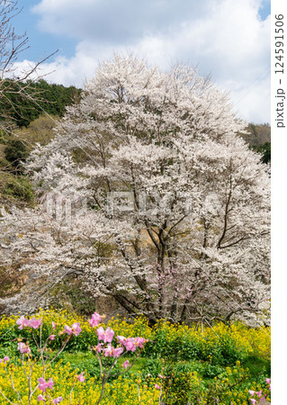 秦野市蓑毛の淡墨桜（ウスズミザクラ） 124591506