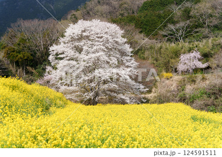 秦野市蓑毛の淡墨桜（ウスズミザクラ） 124591511